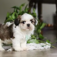Logan, a male Shih Tzu for sale in Baltic, OH – Photo 7 of 8