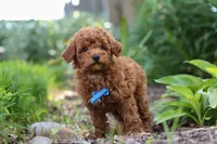 Apollo, a male Poodle - Miniature  for sale in Baltic, OH – 8 of 10