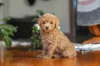 Chloe , a female Poodle - Miniature  for sale in Baltic, OH – 6 of 8
