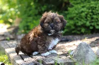 Theo, a male Shih Tzu for sale in Baltic, OH – 7 of 10