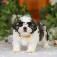 Liam, a male Shih Tzu for sale in Baltic, OH – Photo 3 of 6