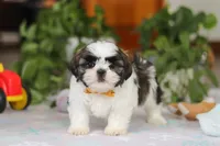 Liam, a male Shih Tzu for sale in Baltic, OH – Photo 3 of 6