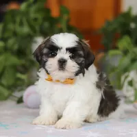 Liam, a male Shih Tzu for sale in Baltic, OH – Photo 4 of 6