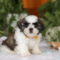 Liam, a male Shih Tzu for sale in Baltic, OH – Photo 5 of 6