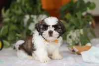 Liam, a male Shih Tzu for sale in Baltic, OH – Photo 5 of 6
