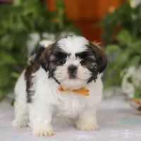 Liam, a male Shih Tzu for sale in Baltic, OH – Photo 2 of 6