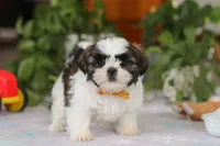 Liam, a male Shih Tzu for sale in Baltic, OH – Photo 2 of 6