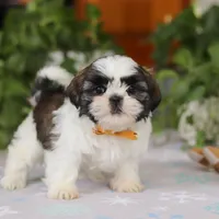 Liam, a male Shih Tzu for sale in Baltic, OH – Photo 1 of 6