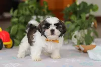 Liam, a male Shih Tzu for sale in Baltic, OH – Photo 1 of 6