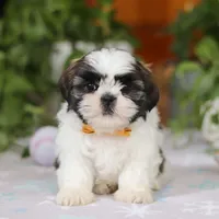 Liam, a male Shih Tzu for sale in Baltic, OH – Photo 6 of 6