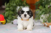 Liam, a male Shih Tzu for sale in Baltic, OH – Photo 6 of 6