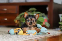 Ellie, a female Yorkshire Terrier for sale in Baltic, OH – 3 of 4