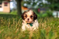 Malibu, a male Shih Tzu for sale in Baltic, OH – 3 of 6