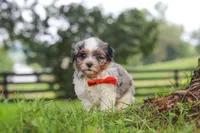 Scout, a male Shihpoo for sale in Baltic, OH – 2 of 7