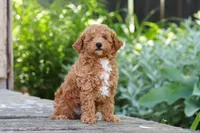 Sawyer, a male Poodle - Miniature  for sale in Baltic, OH – 2 of 5