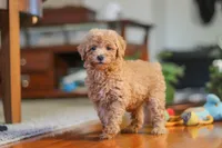 Brianna, a female Poodle - Miniature  for sale in Baltic, OH – 3 of 8