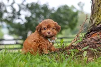 Waffles, a male Shihpoo for sale in Baltic, OH – 4 of 6