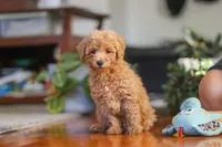 Brianna, a female Poodle - Miniature  for sale in Baltic, OH – 5 of 8