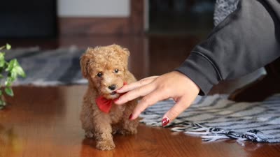 Blake, a male Poodle - Miniature  for sale in Baltic, OH – 9 of 9