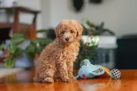 Brianna, a female Poodle - Miniature  for sale in Baltic, OH – 4 of 8