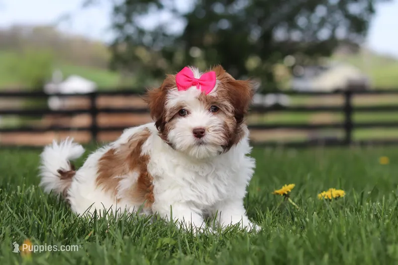 Elle – Havanese puppy for sale in Baltic, OH