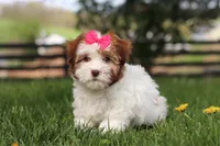 Elle, a female Havanese for sale in Baltic, OH – Photo 2 of 5