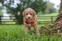 Milo, a male Poodle - Miniature  for sale in Baltic, OH – 3 of 7