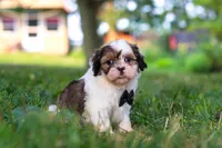 Tucker, a male Shih Tzu for sale in Baltic, OH – 4 of 6