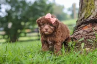 Winnie, a female Havanese for sale in Baltic, OH – 3 of 6