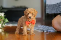 Blake, a male Poodle - Miniature  for sale in Baltic, OH – 2 of 9