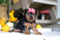 Taffy, a female Yorkshire Terrier for sale in Baltic, OH – Photo 4 of 6