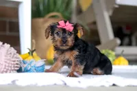 Taffy, a female Yorkshire Terrier for sale in Baltic, OH – Photo 2 of 6