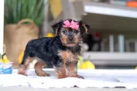 Taffy, a female Yorkshire Terrier for sale in Baltic, OH – Photo 6 of 6