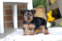 Taffy, a female Yorkshire Terrier for sale in Baltic, OH – Photo 1 of 6