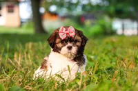 Rosie, a female Shih Tzu for sale in Baltic, OH – 8 of 10