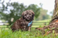 Winston, a male Havanese for sale in Baltic, OH – 2 of 10