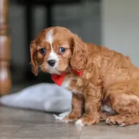 Charlie, a male Cavalier King Charles Spaniel for sale in Baltic, OH – Photo 4 of 6