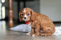 Charlie, a male Cavalier King Charles Spaniel for sale in Baltic, OH – Photo 4 of 6