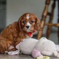 Charlie, a male Cavalier King Charles Spaniel for sale in Baltic, OH – Photo 6 of 6