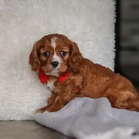 Charlie, a male Cavalier King Charles Spaniel for sale in Baltic, OH – Photo 1 of 6