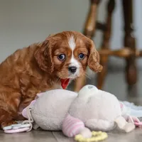 Charlie, a male Cavalier King Charles Spaniel for sale in Baltic, OH – Photo 2 of 6