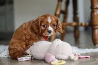 Charlie, a male Cavalier King Charles Spaniel for sale in Baltic, OH – Photo 2 of 6