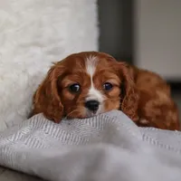 Charlie, a male Cavalier King Charles Spaniel for sale in Baltic, OH – Photo 5 of 6