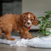 Charlie, a male Cavalier King Charles Spaniel for sale in Baltic, OH – Photo 3 of 6