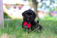 Finn, a male Shih Tzu for sale in Baltic, OH – 5 of 9