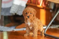 Fiona, a female Poodle - Miniature  for sale in Baltic, OH – 5 of 9