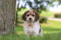 Angela, a female Cockapoo for sale in Baltic, OH – 6 of 7