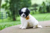 Bentley, a male Shihpoo for sale in Baltic, OH – 7 of 8