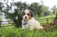 Teddy, a male Shihpoo for sale in Baltic, OH – 5 of 6