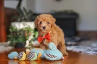 Blake, a male Poodle - Miniature  for sale in Baltic, OH – 3 of 9